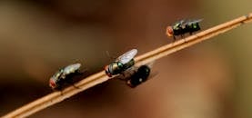 这些宏观照片清晰地展示了一只栖息在自然树枝上的家蝇