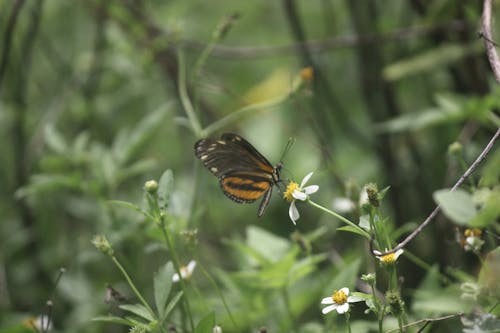 나비, 멕시코, 식물의 무료 스톡 사진