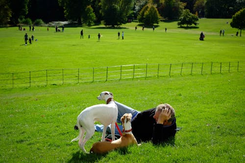 Chiens Blancs Et Bruns Sur Les Prés Verts