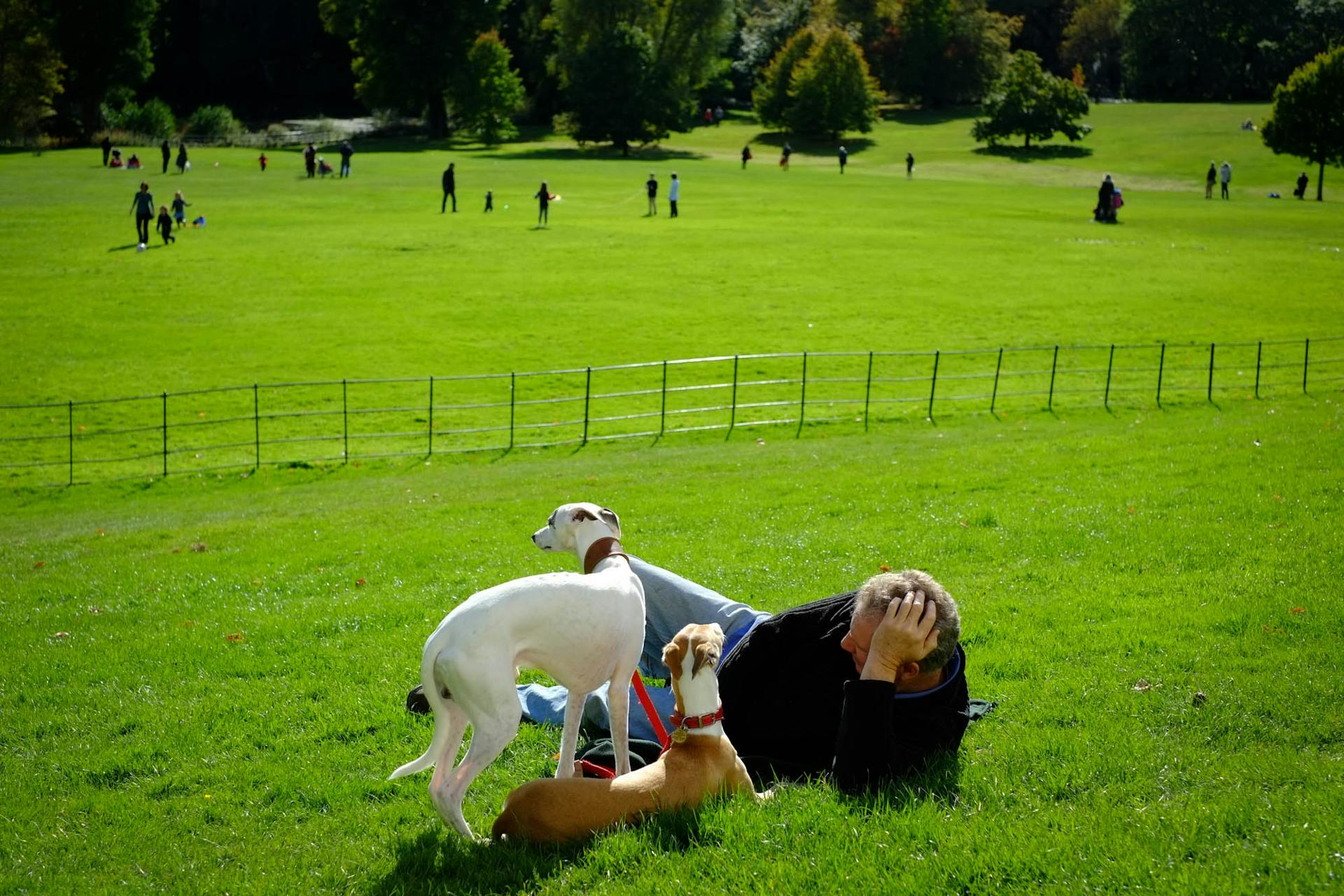 Des chiens blancs et bruns sur des prairies vertes