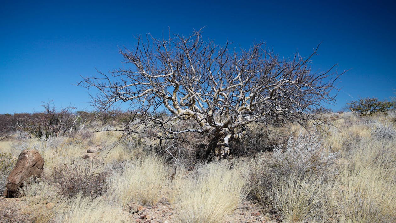 Free stock photo of desert tree, dry landcsape, landscape