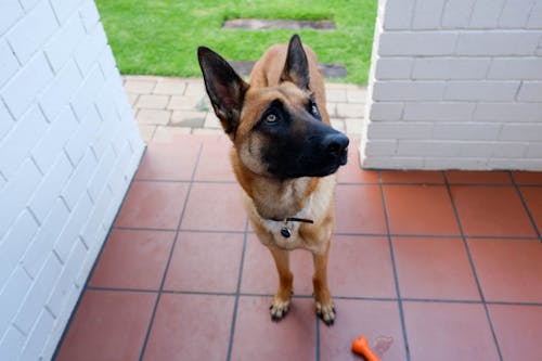 Free stock photo of belgian shepherd dog, dog, malinois Stock Photo