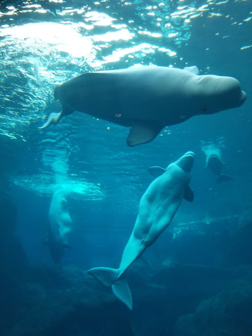 White Dolphins Swimming Under Water
