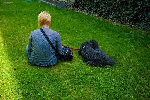 Free stock photo of dog on leash, green grass, woman sitting on grass