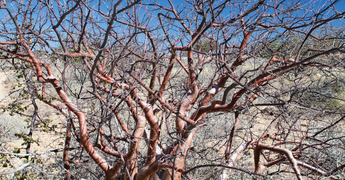 Free stock photo of desert tree, dry landcsape, landscape