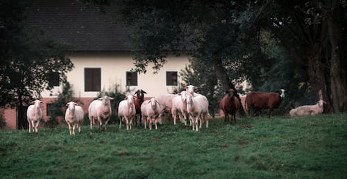 Безкоштовне стокове фото на тему «Австрія, вівці, поле»