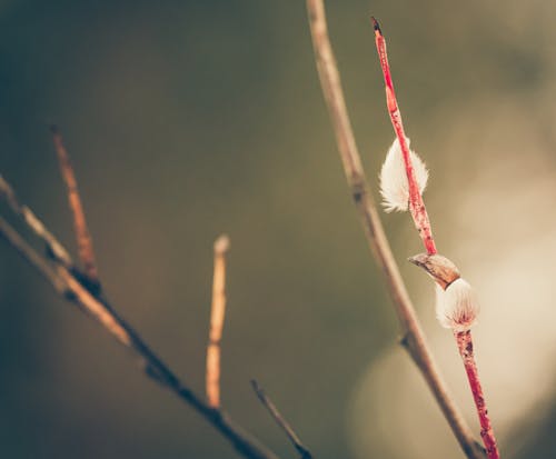 가지, 꽃봉오리, 매크로의 무료 스톡 사진