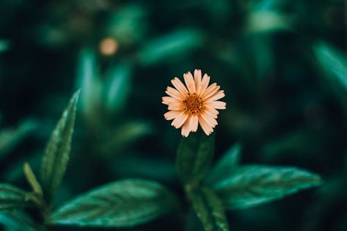 Foto stok gratis berfokus, bunga yang indah, Daun-daun