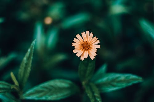 Yellow Flower in Tilt Shift Lens