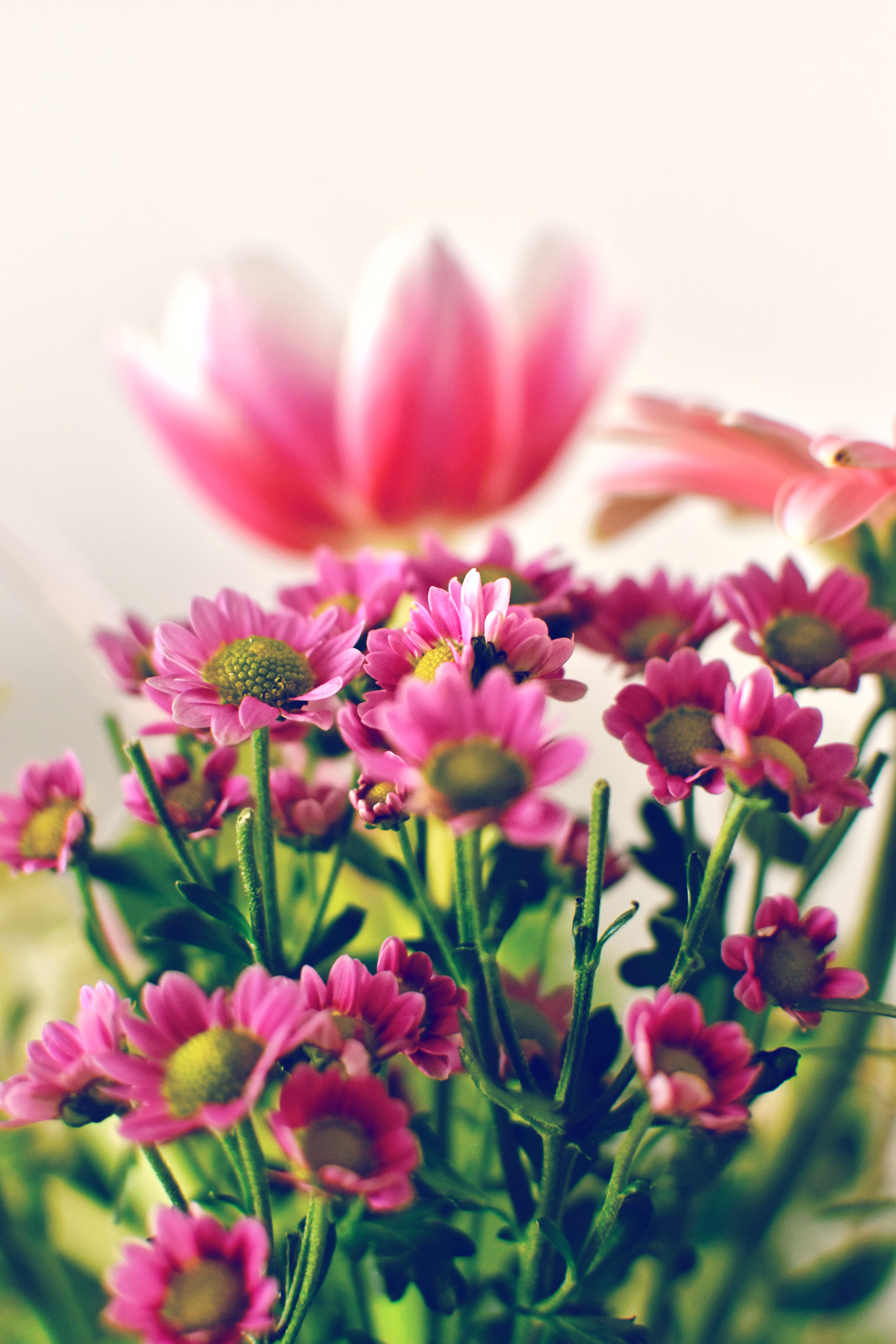 [ColoSach]-close-up-shot-of-vibrant-pink-daisies-in-a-bouquet-with-soft-focus-and-warm-tones.