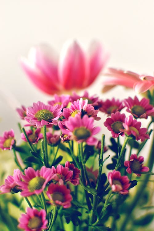Free Pink and Purple Flowers Stock Photo