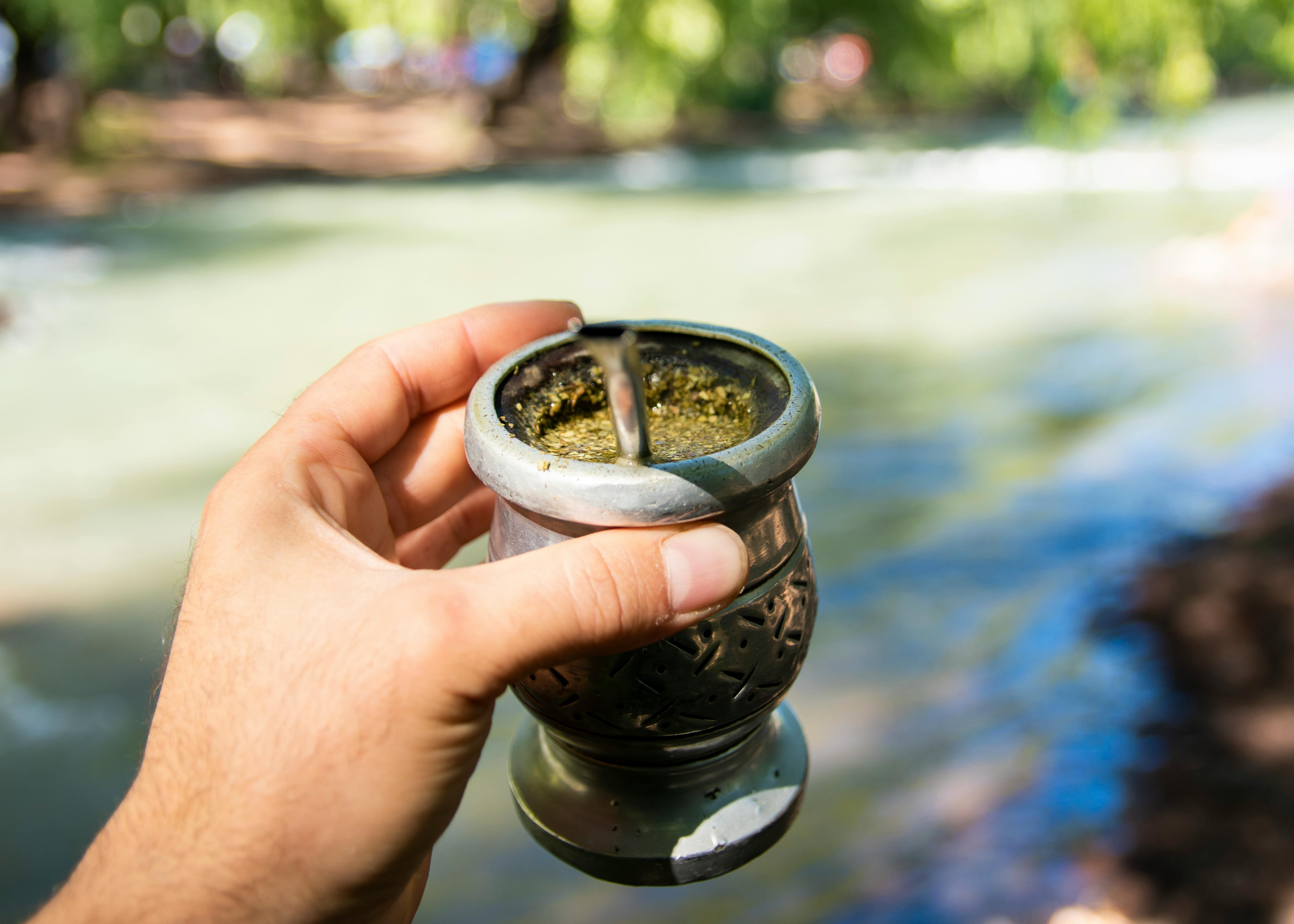 Yerba Mate Cultivation: Essential Agronomic Practices for Optimal Growth