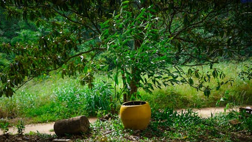 Free stock photo of chapel, environment, garden