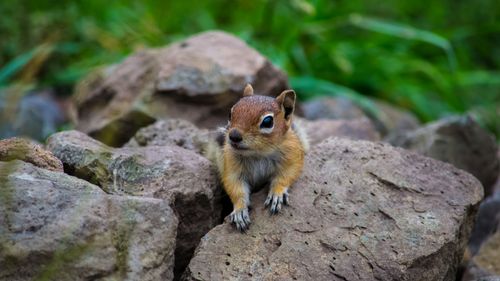 Free Adorable ground squirrel perched on rocks in Pagosa Springs, CO. Stock Photo