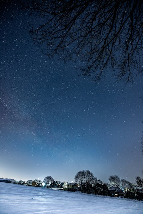 Silhouette of Trees during Dawn