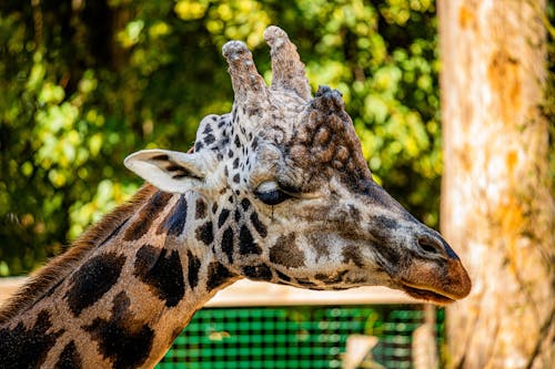 Fotos de stock gratuitas de animal, de cerca, fauna