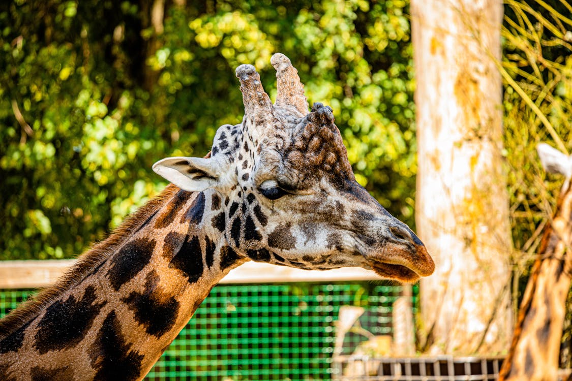 Brown and Black Giraffe Eating Grass