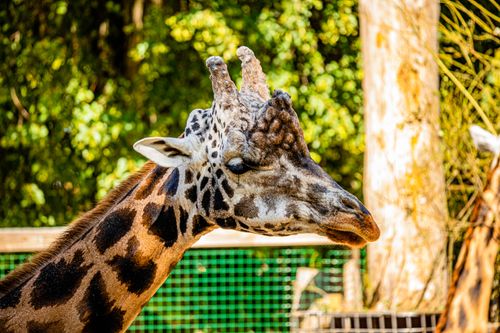 Free Detailed portrait of a giraffe with distinct patterns and vibrant colors in a zoo environment. Stock Photo