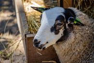 White and Black Sheep in Cage