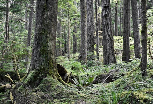 Photos gratuites de arbres, couvert de mousse, environnement