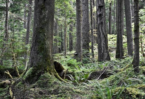 Free Explore the vibrant forest landscape of Olympic National Park with towering trees and lush greenery. Stock Photo