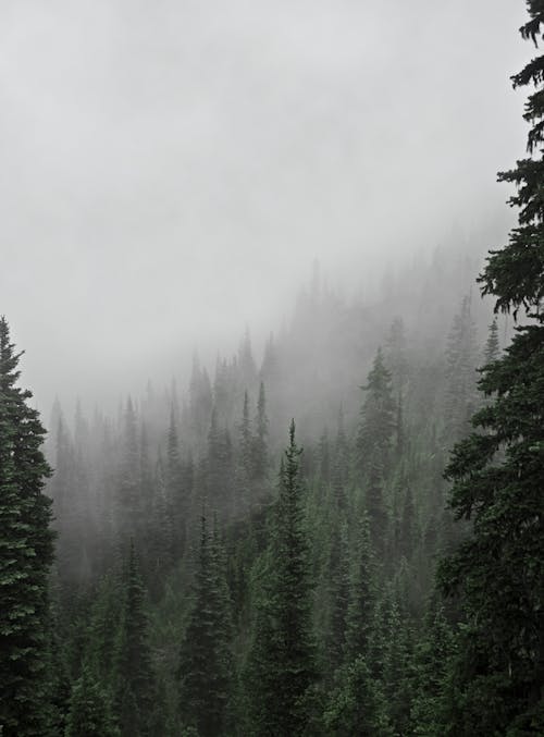 Pine Trees Covered in Fog