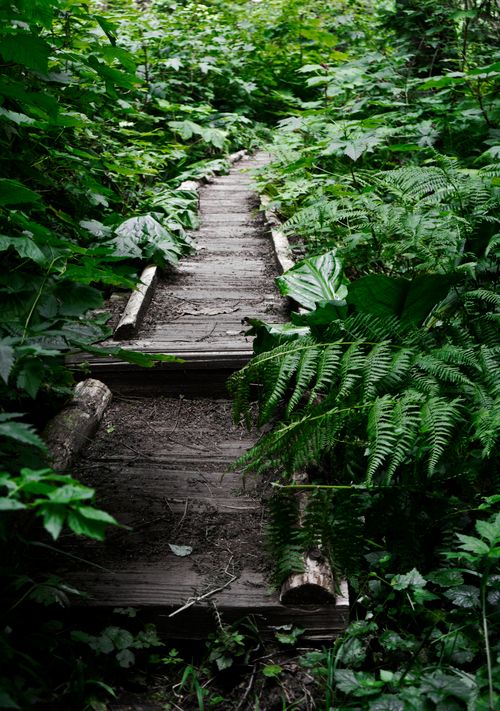 Free A tranquil woodland path surrounded by lush ferns in Port Angeles, WA. Stock Photo