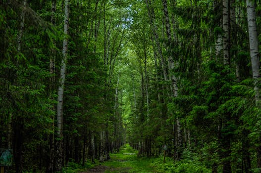 Explore the serenity of a vibrant green forest path surrounded by towering trees.