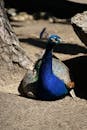 Close-Up Shot of a Blue Peacock on the Ground
