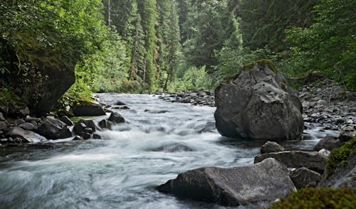 Free River in the Middle of Forest Stock Photo