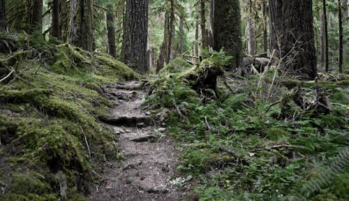 Trees in the Forest