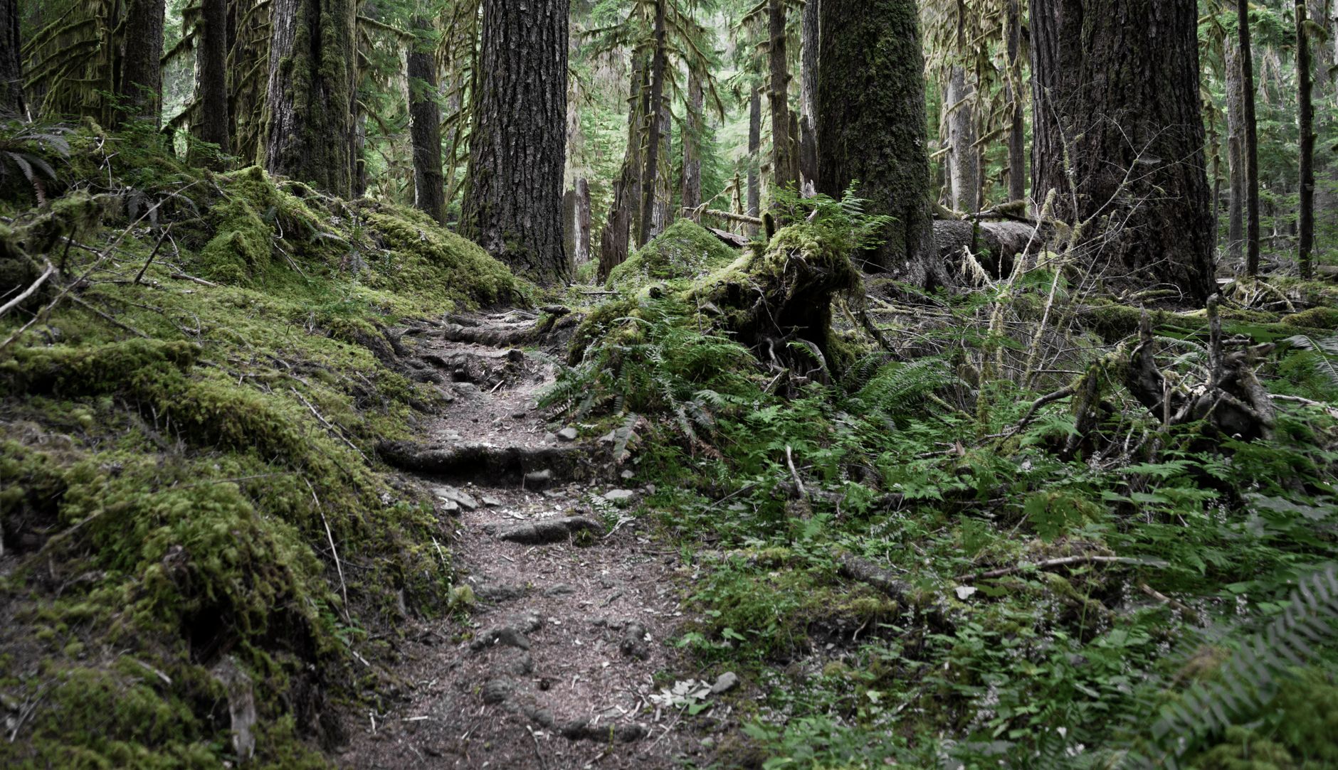 Explore a lush moss-covered trail in Olympic National Park's dense forest.