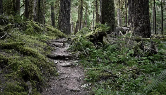 Old-growth rain forest along the Enchanted Valley trail, Olympic National Park