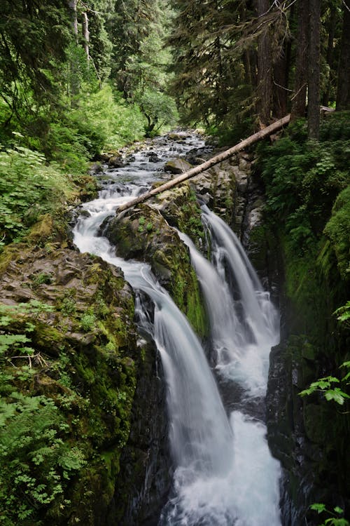 Foto d'estoc gratuïta de arbres, bosc, cascades