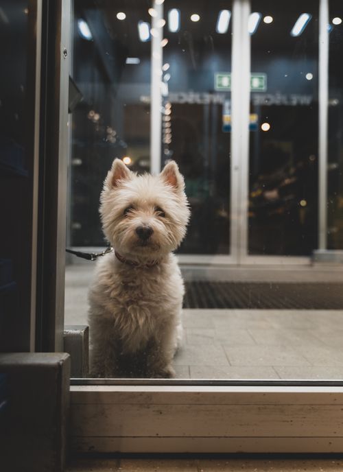 Free Cute West Highland Terrier sitting behind a glass door indoors. Stock Photo