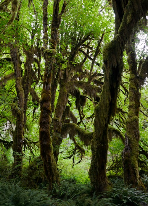 Ingyenes stockfotó dzsungel háttér, fák, fatörzsek témában