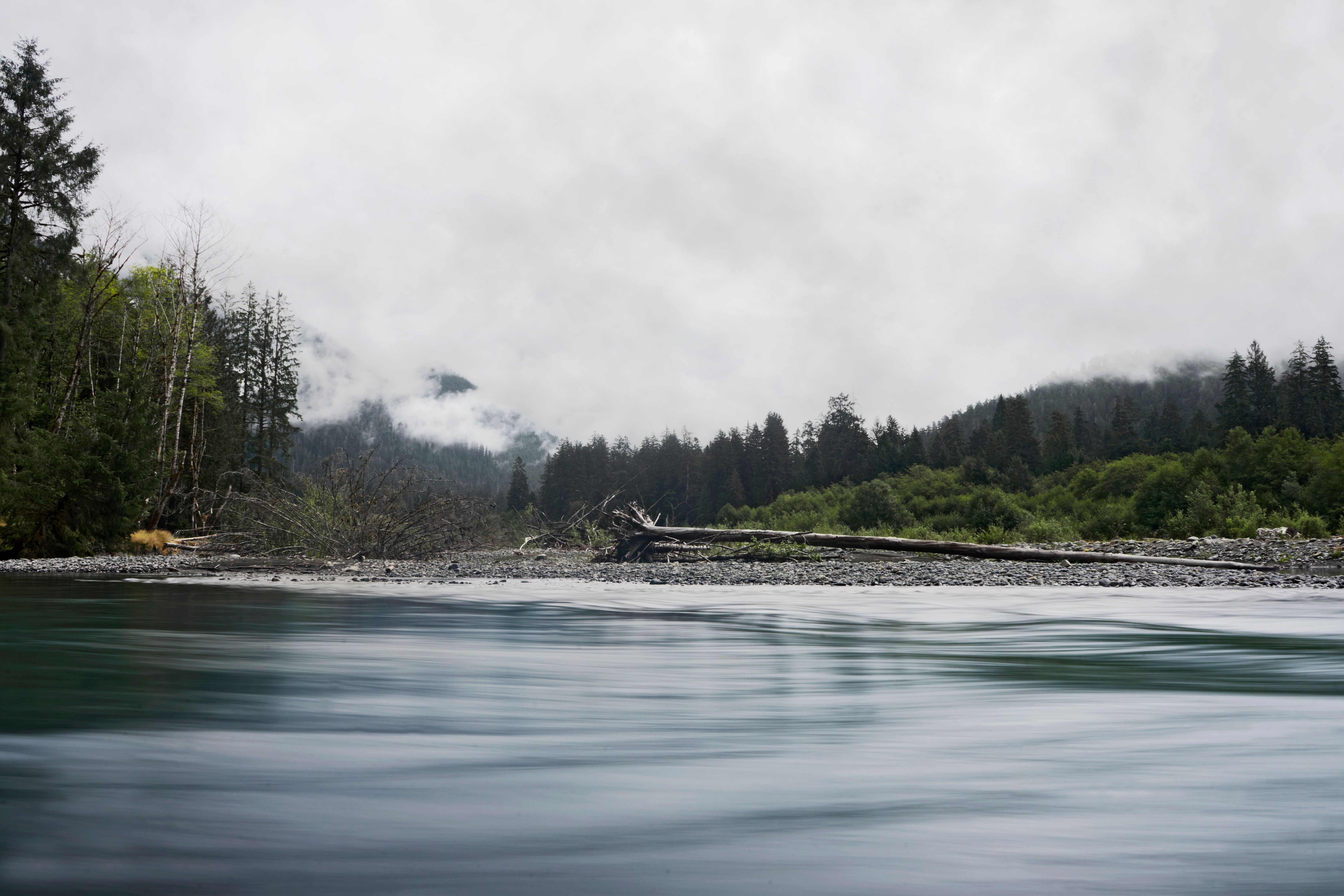Green Trees Near the River · Free Stock Photo