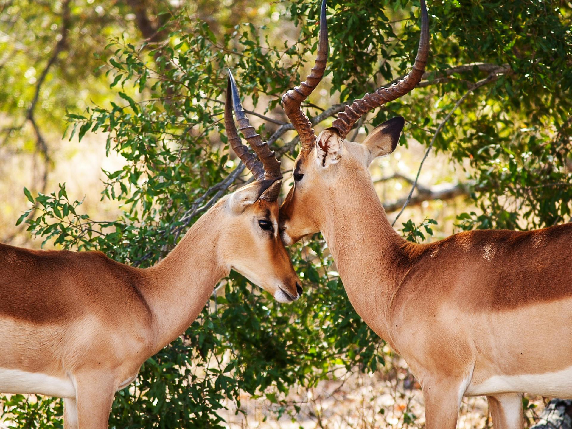 Gazelles