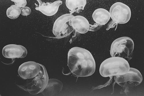 Monochrome Photo of Jelly Fishes