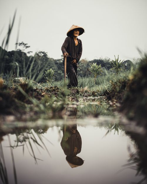 Free Elderly farmer in traditional attire walking through scenic rice fields in Central Java, Indonesia. Stock Photo