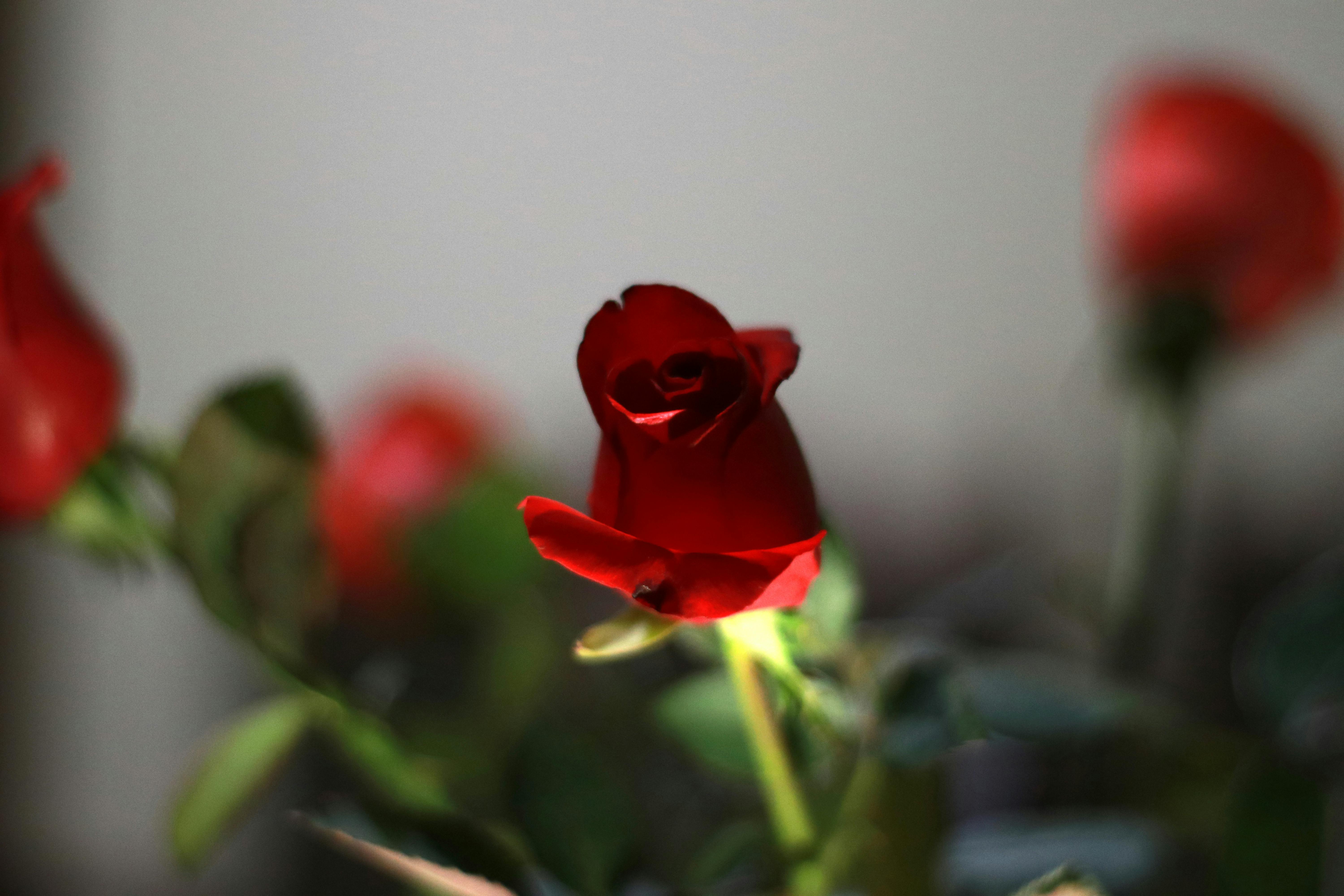 Foto Stok Gratis Tentang Bunga Merah Mawar Mawar Merah