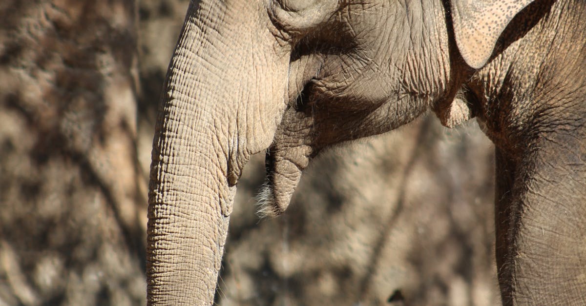 What does an elephant mean spiritually