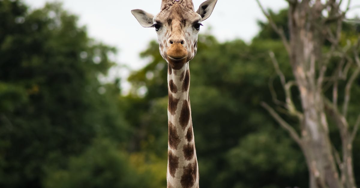 Giraffe Near Green Leaved Tress Shallow Focus Photograph during Daytime