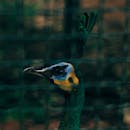 这张孔雀侧面图详细展示了它色彩缤纷的羽毛和引人注目的头部