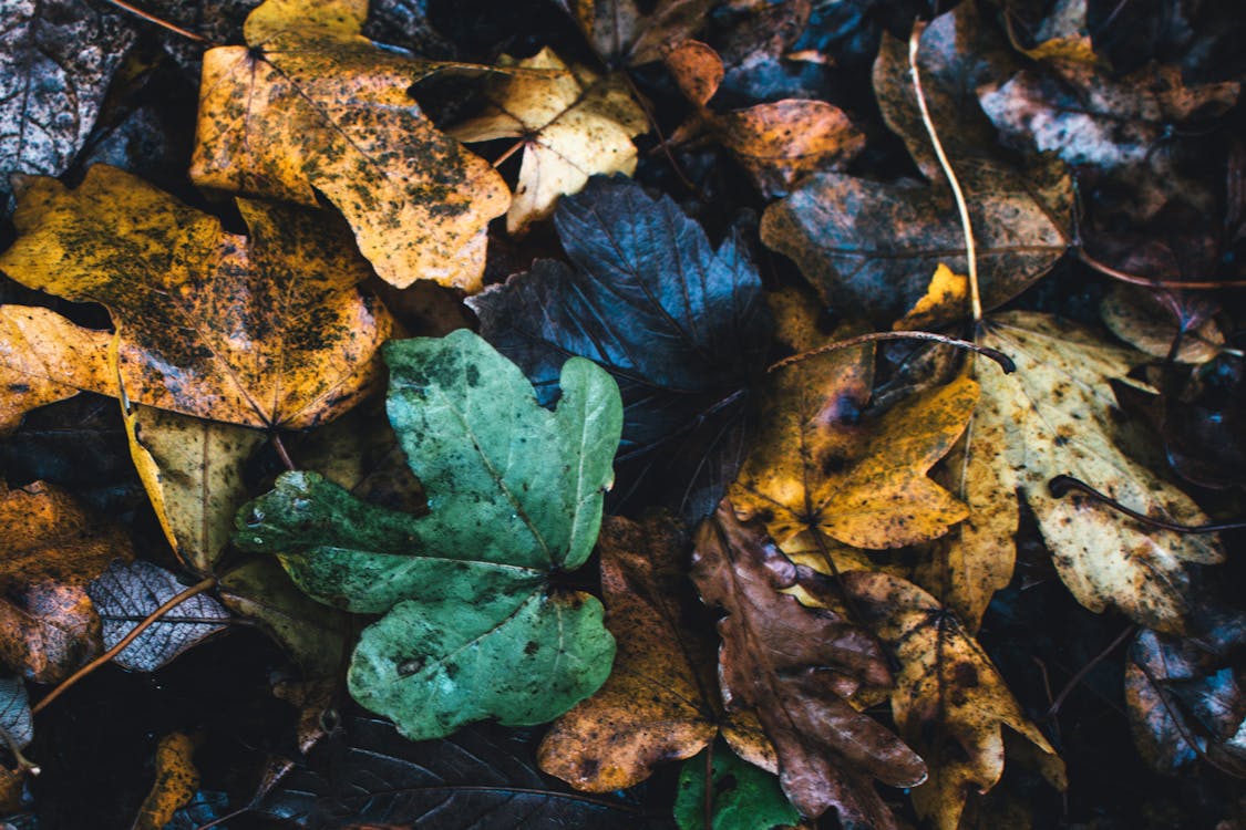 Assorted Color Leafs Photo · Free Stock Photo