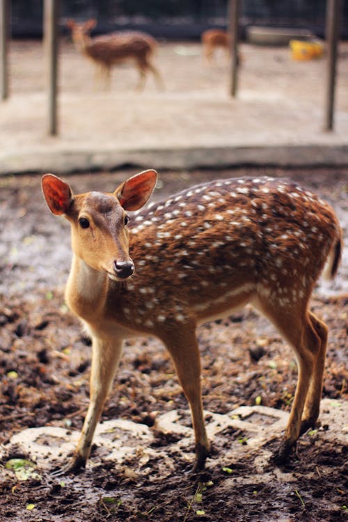 Imagine de stoc gratuită din a închide, animal, animal sălbatic