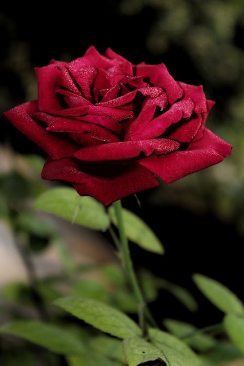 垂直拍摄, 特写, 紅玫瑰 的 免费素材图片