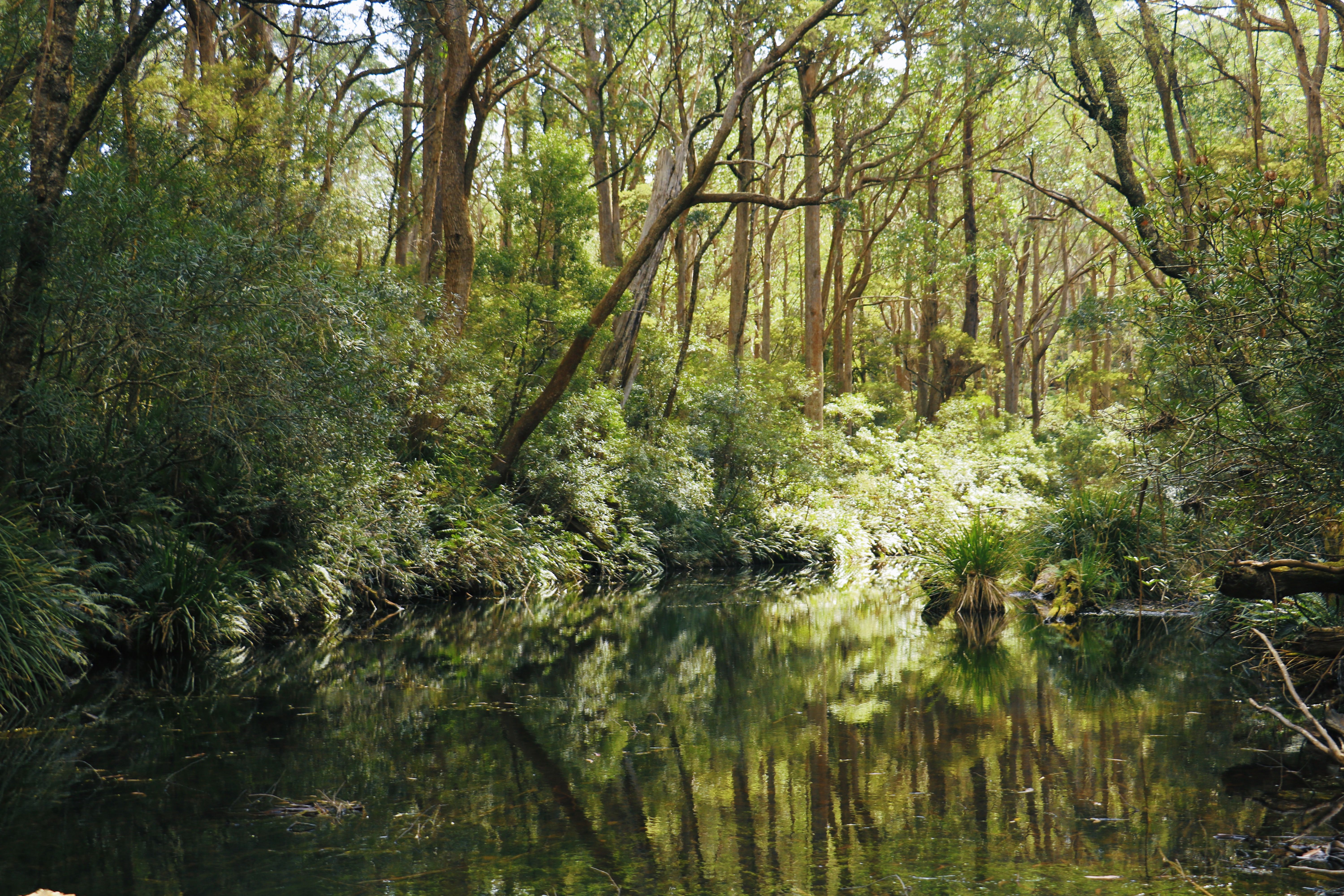 Bushwalking Near Ballarat: Best Trails, Reserves and National Parks