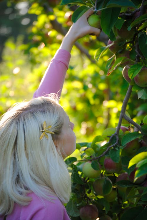 Side view of young female with blond hair picking ripe fresh apple from tree while standing in lush green garden on sunny day