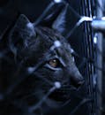 在昏暗的光线下，笼子后方山猫的脸部特写格外迷人